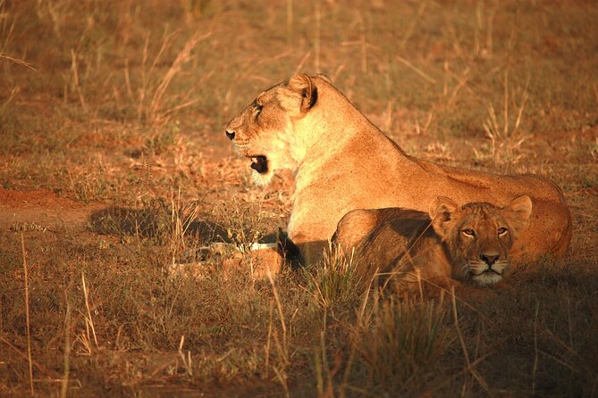 Big Five Luxury Safari in Tanzania - Ngorongoro Crater packs big wildlife into one dramatic setting