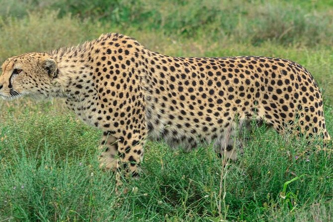 Big Five Luxury Safari in Tanzania - Lake Manyara closes the wildlife circuit