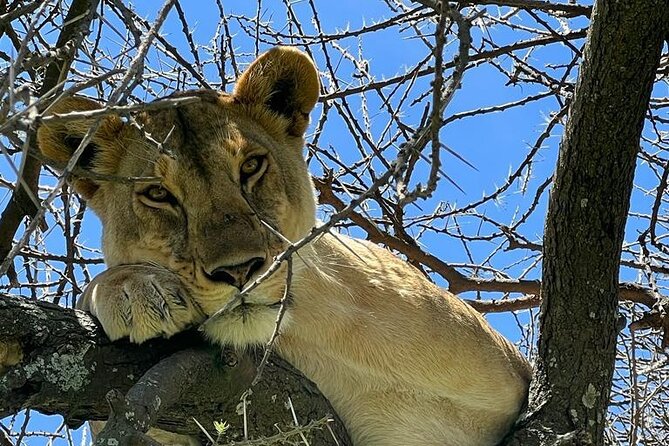 Big Five Luxury Safari in Tanzania - What the custom Land Cruiser means on long safari days