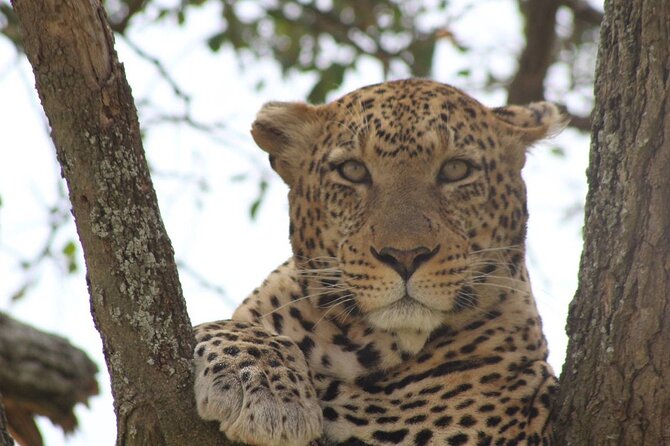Big Five Luxury Safari in Tanzania - Lake Eyasi adds birds, shoreline, and a different pace