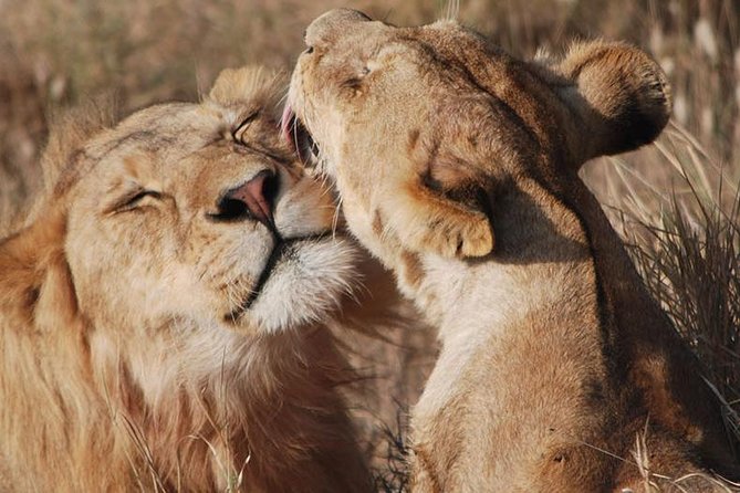 Big Five Safari In Tanzania - How the seven days fit together