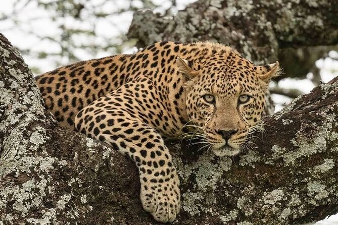 Big Five Safari In Tanzania - Day 3: Forest, lake, and primates at Lake Manyara