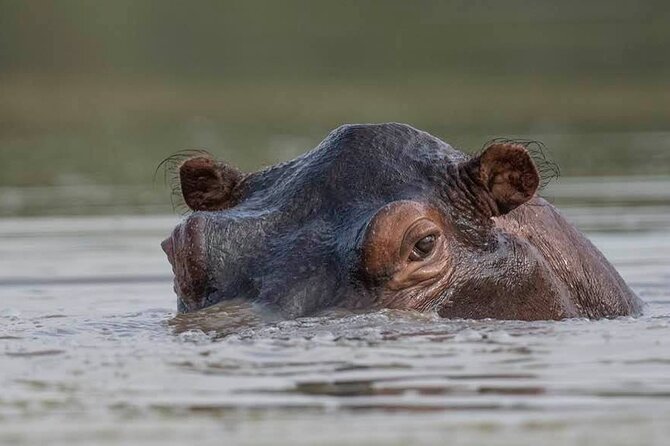 Big Five Safari In Tanzania - Day 6: Ngorongoro Crater’s concentrated wildlife