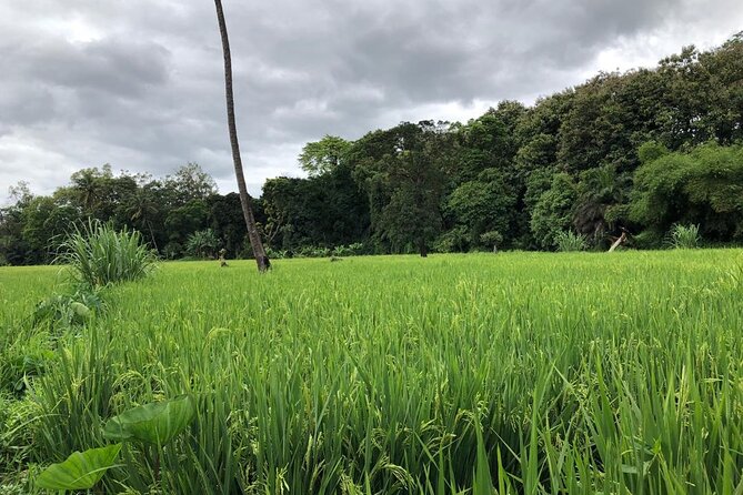 Book Day Hike at Rau Forest Reserve, Near Moshi Town in Tanzania - Starting on Ghala Road With a Private Guide