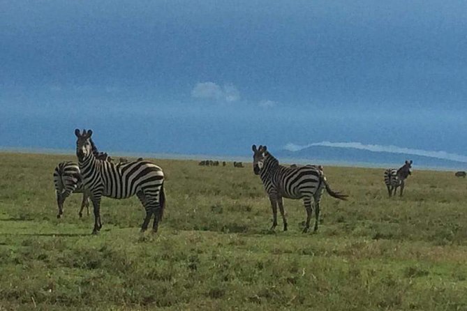 Camping to Serengeti & Ngorongoro Premium Parks - The Practical Tradeoff: Wildlife Time Versus Road Time