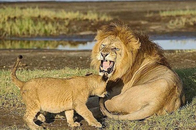 Camping to Serengeti & Ngorongoro Premium Parks - Should You Book Camping to Serengeti and Ngorongoro?