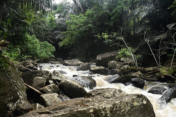 Climb Kilimanjaro - Lemosho Route 7 Day Climb - Day 2: Londorosi Gate to Mti Mkubwa Camp