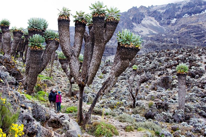 Climb Mount Kilimanjaro: 7 Days Machame Route - Key points to know before you book