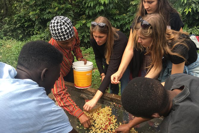 Coffee tour and Buffet Lunch with Kingstone Asilia (Arusha) - Key points at a glance