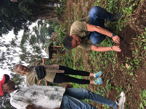 Coffee tour and Buffet Lunch with Kingstone Asilia (Arusha) - Planting coffee and meeting the medicinal plants
