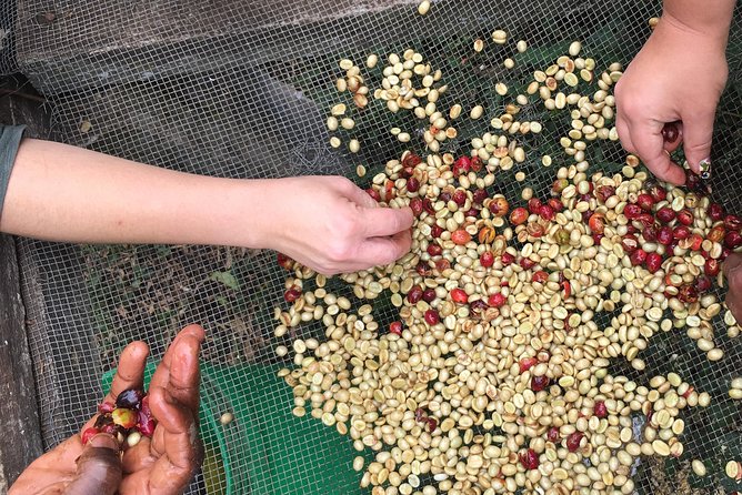 Coffee tour and Buffet Lunch with Kingstone Asilia (Arusha) - Pulping, pounding, roasting, and grinding