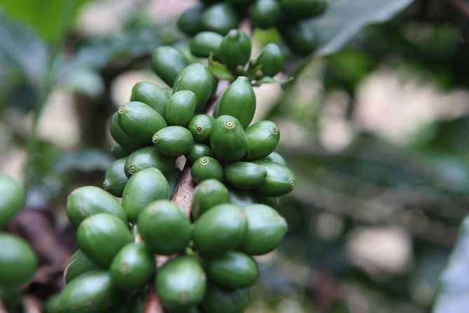 Coffee walk day trip - Walking through small farms to the coffee fields