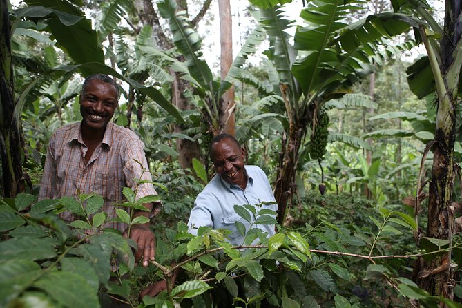 Coffee walk with stay in the village - Day 1: Leave Arusha at 5 p.m. for the coffee village