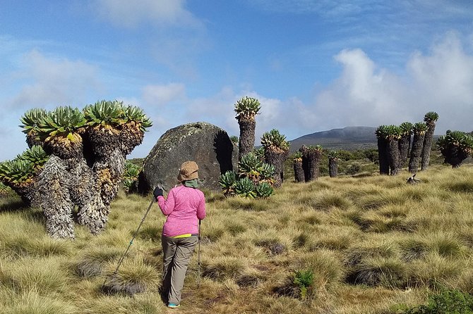 Conquer Kilimanjaro: 5-Day Marangu Route Adventure - Day 3: Horombo to Kibo Hut and the alpine desert