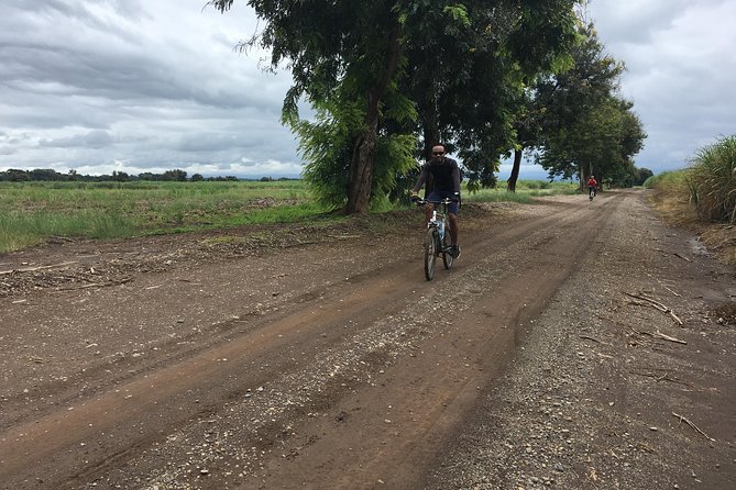 Cycling through the TPC plantations - Riding with Kilimanjaro behind you