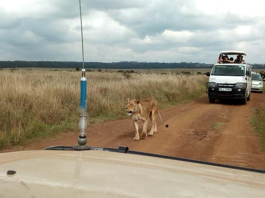 Dar el Salam: Full-Day Mikumi National Park Tour - Key points to know before you book