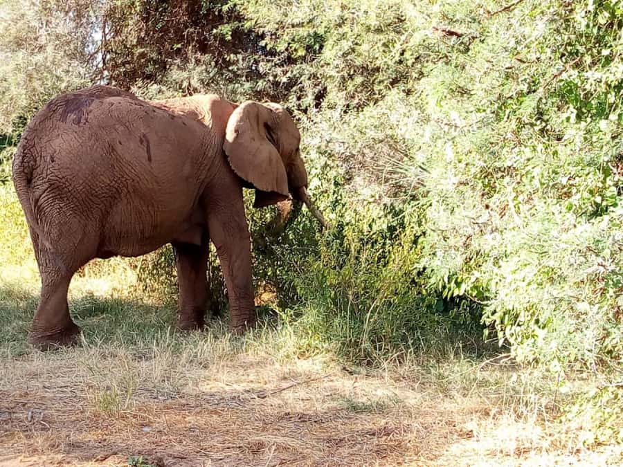 Dar el Salam: Full-Day Mikumi National Park Tour - Why Mikumi is worth the long road trip