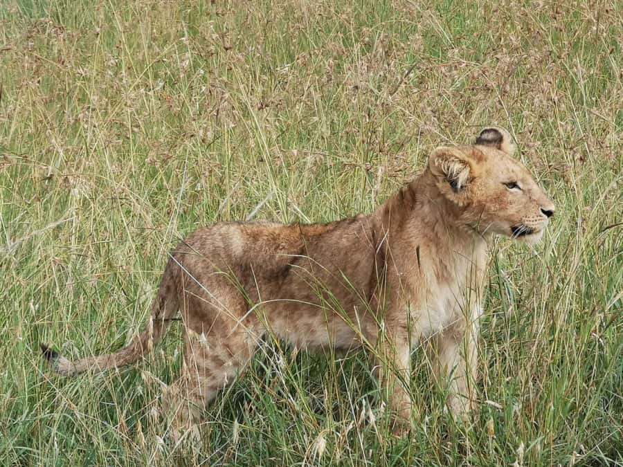 Dar el Salam: Full-Day Mikumi National Park Tour - What you may see across the park