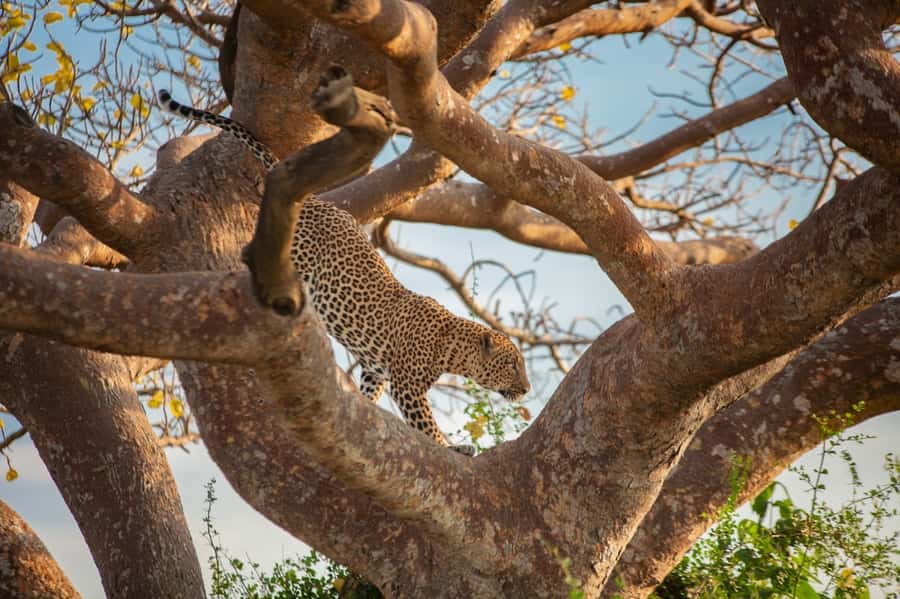 Dar el Salam: Full-Day Mikumi National Park Tour - The guide makes the difference