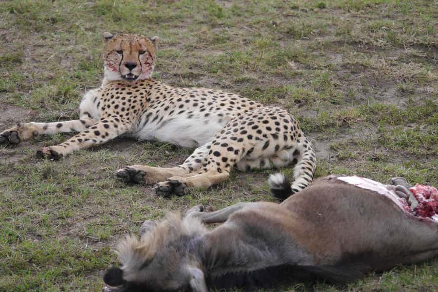 Dar el Salam: Full-Day Mikumi National Park Tour - Who will enjoy this day most