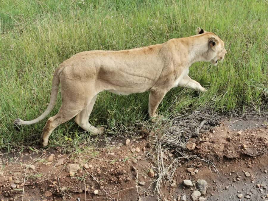 Dar el Salam: Full-Day Mikumi National Park Tour - Cancellation and booking flexibility