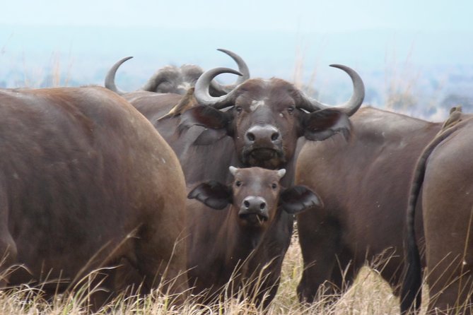 Dar Es Salaam: Day Trip Safari to Mikumi National Park by Train - A safari day that begins on the railway