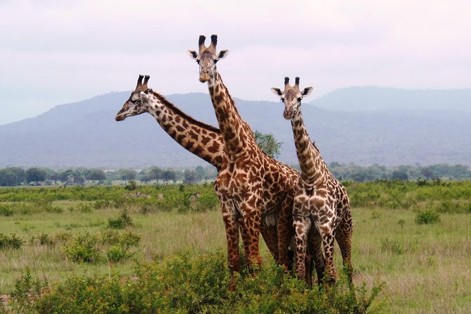 Dar Es Salaam: Day Trip Safari to Mikumi National Park by Train - The first game drive and the best use of your morning