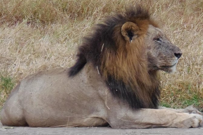 Dar Es Salaam: Day Trip Safari to Mikumi National Park by Train - Who should book this Mikumi trip?