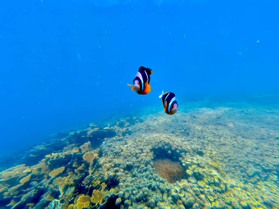 DAR ES SALAAM: MBUDYA ISLAND SNORKELING TOUR & BEACH VIBES - A beach lunch with a Swahili touch