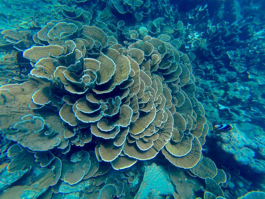 DAR ES SALAAM: MBUDYA ISLAND SNORKELING TOUR & BEACH VIBES - Booking flexibility and practical details