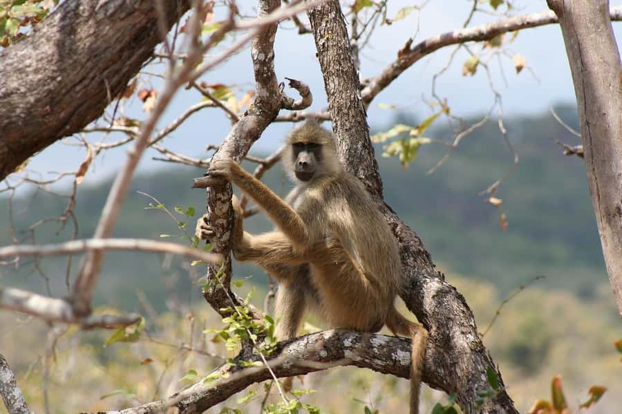 Dar es Salaam: Mikumi National Park Day Trip with Lunch - Key points to know before booking