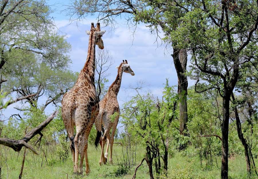 Dar es Salaam: Mikumi National Park Day Trip with Lunch - Changing from train to luxury Alphard in Morogoro