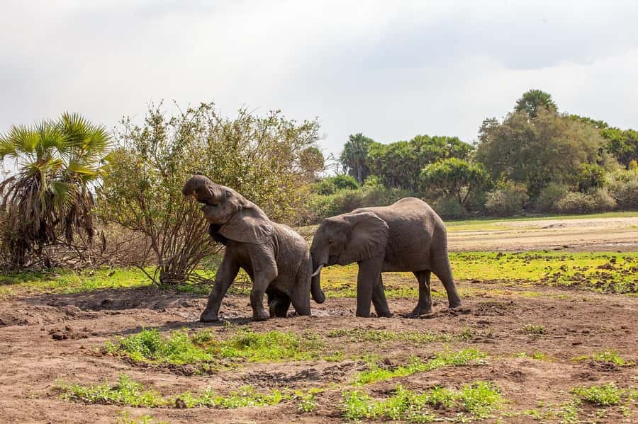 Dar es Salaam: Mikumi National Park Day Trip with Lunch - A game drive built around Tanzania’s big animals