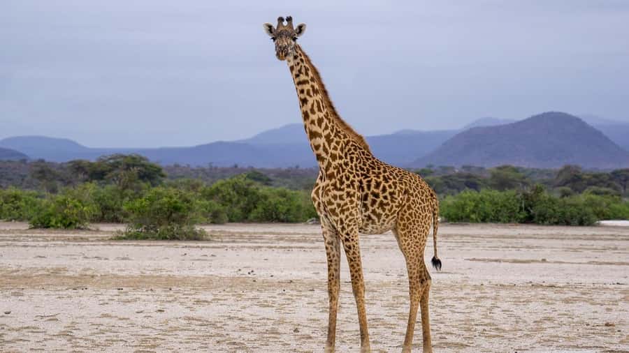 Dar es Salaam: Mikumi National Park Day Trip with Lunch - What the guides add to the day