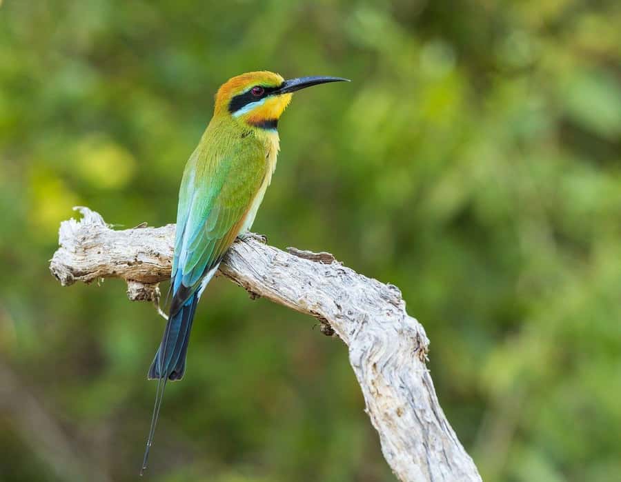 Dar es Salaam: Mikumi National Park Day Trip with Lunch - The afternoon drive and 4 PM return to Morogoro