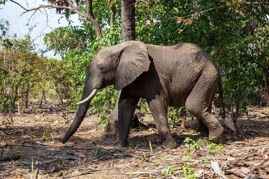 Dar es Salaam: Mikumi National Park Day Trip with Lunch - What the $304 price covers