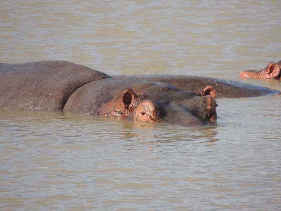Dar es Salaam: Mikumi National Park Day Trip with Lunch - Who should book this day trip