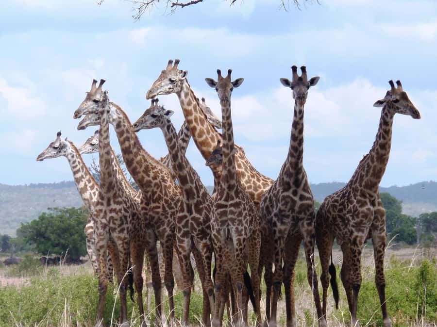Dar es Salaam: Mikumi National Park Day Trip with Train Ride - Lunch inside the park