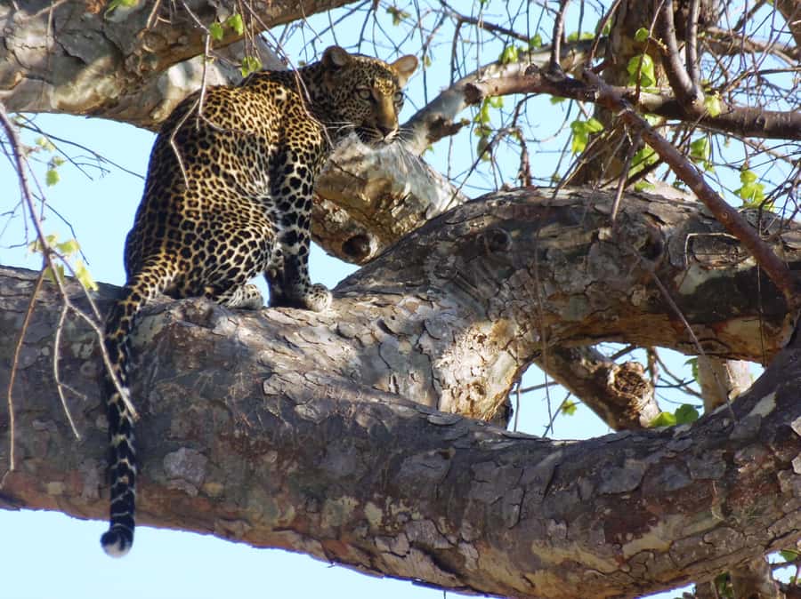 Dar es Salaam: Mikumi National Park Day Trip with Train Ride - How much value do you get for $400?