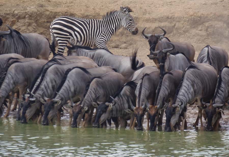 Dar es Salaam: Mikumi National Park Day Trip with Train Ride - Who should book this experience?