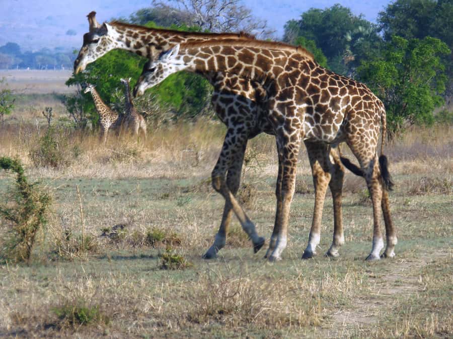 Dar es Salaam: Mikumi National Park Day Trip with Train Ride - What to bring and how to dress