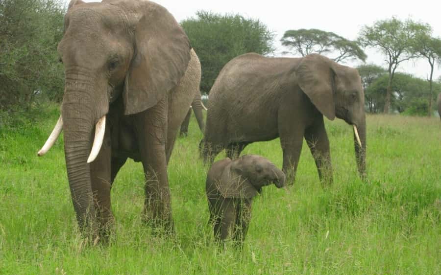 Dar Es Salaam: Overnight Safari at Mikumi National Park - Key points to know before booking