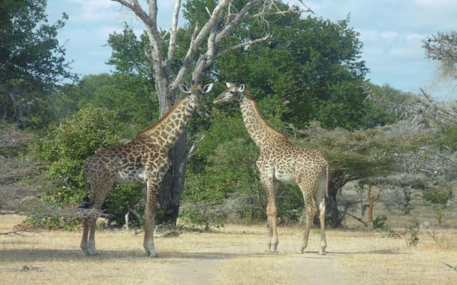 Dar Es Salaam: Overnight Safari at Mikumi National Park - The first afternoon game drive