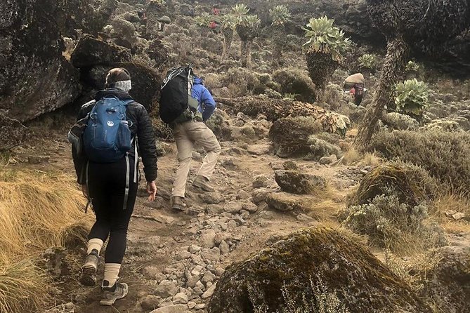 Day Hike to Mount Kilimanjaro (Mandara Hut) - Key points at a glance
