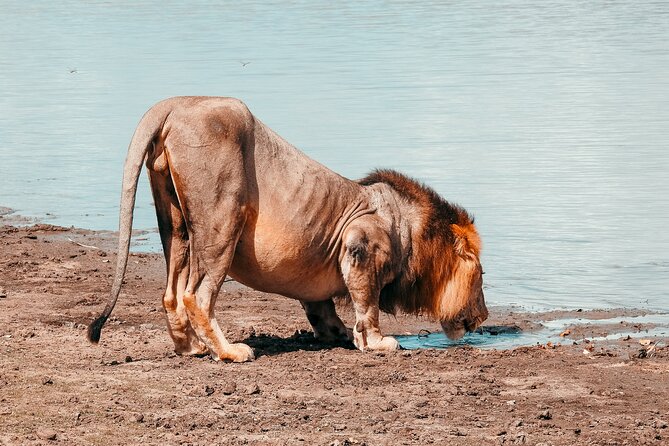 Day Safari Tour Selous Game Reserve - Returning to the airstrip around 4:00 PM