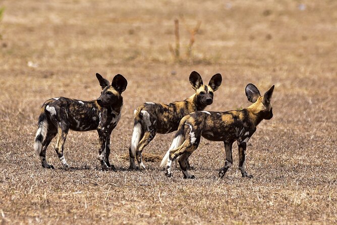 Day Safari Tour Selous Game Reserve - Who should book this safari