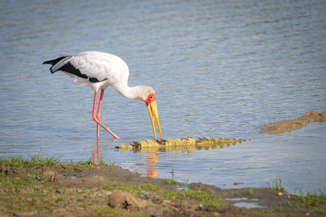 Day Safari Tour Selous Game Reserve - Practical details that affect the day