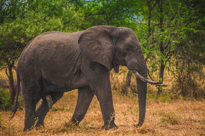 Day Safari Tour to Mikumi National Park - Key points before you book
