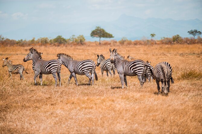 Day Safari Tour to Mikumi National Park - Why Mikumi works as a Zanzibar day trip