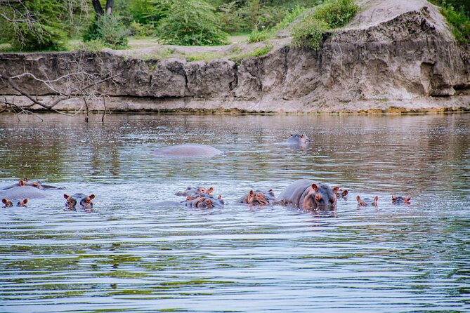 Day Safari Tour to Mikumi National Park - What the guide adds to the day